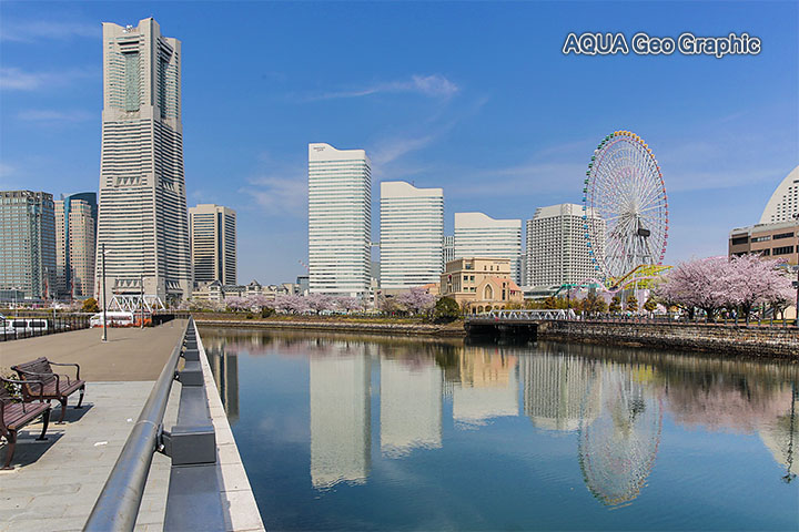 横浜みなとみらい21 桜