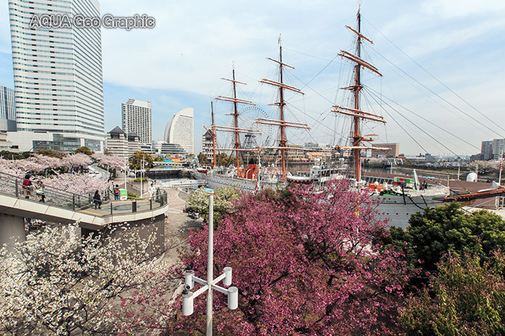横浜みなとみらい21 桜