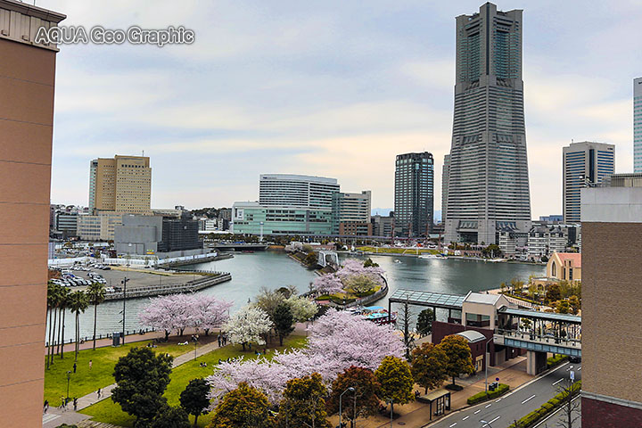 横浜みなとみらい21 桜