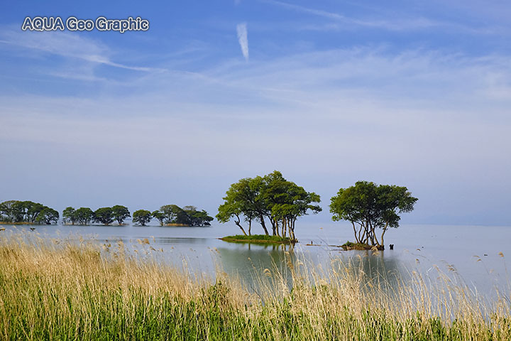 琵琶湖　水鳥公園 