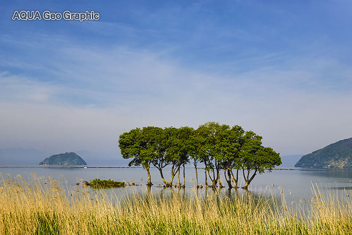 琵琶湖　水鳥公園 