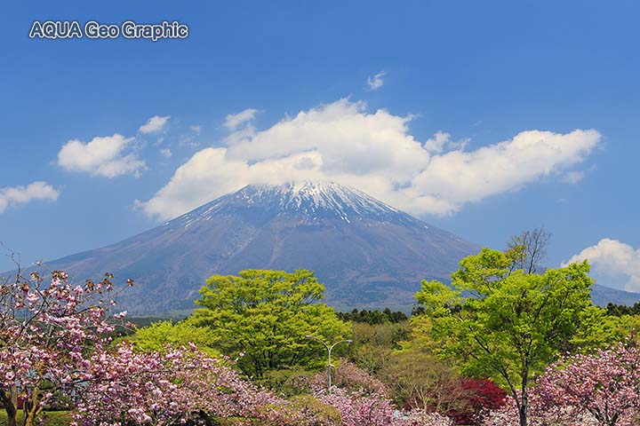富士山　富士桜自然墓地公園　桜　八重桜
