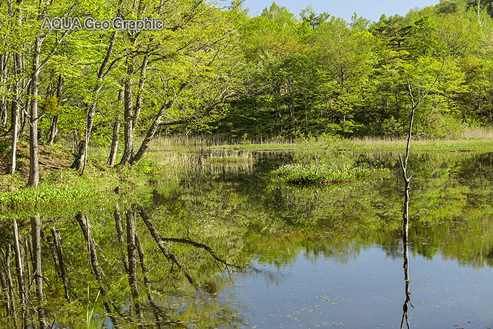 新緑の観音沼