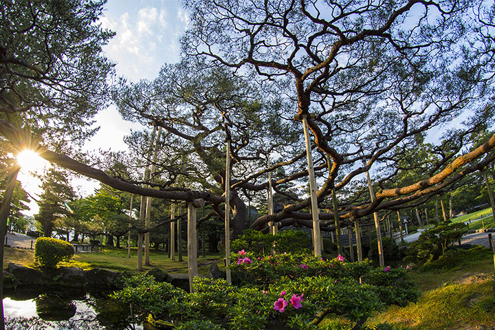 金沢 兼六園 新緑