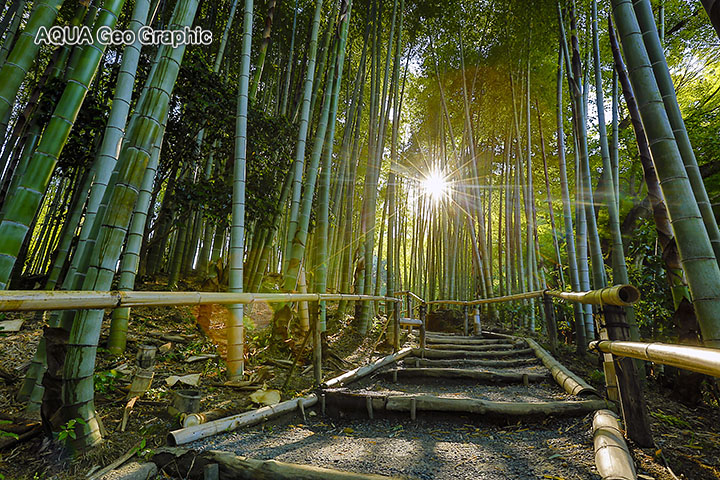 新緑　京都　高台寺　竹林