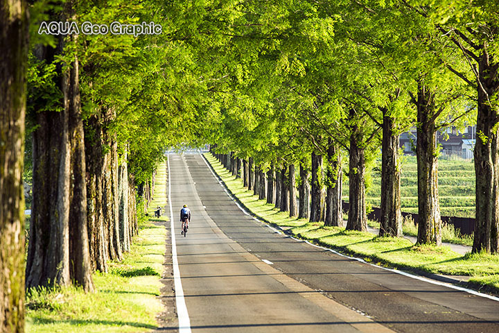 新緑のメタセコイア並木道（滋賀県高島市マキノ高原） 