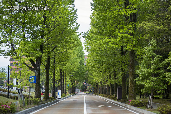 新緑のアメリカ楓 アメリカフウ　モミジバフウ　紅葉葉楓　金沢兼六園 