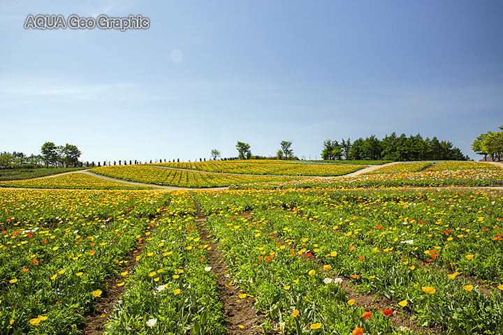 那須フラワーワールド アイスランドポピー