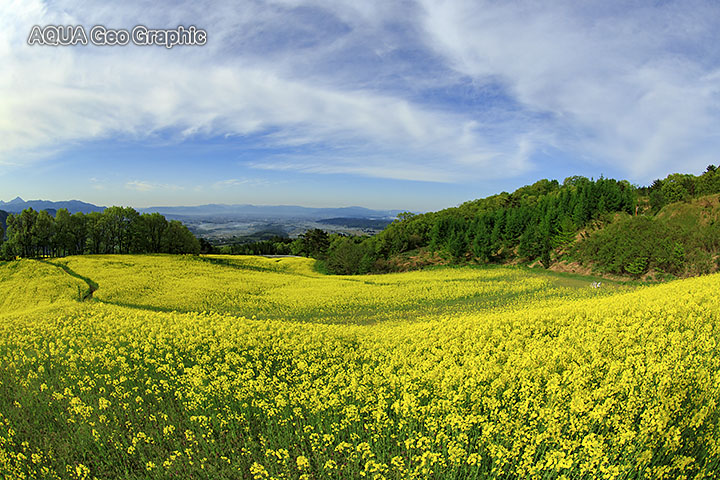 三ノ倉高原　菜の花畑　ナノハナ畑
