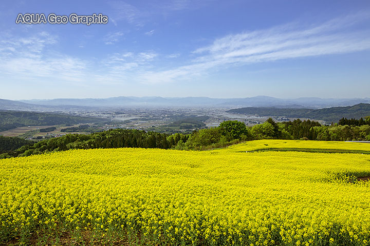 三ノ倉高原　菜の花畑　ナノハナ畑