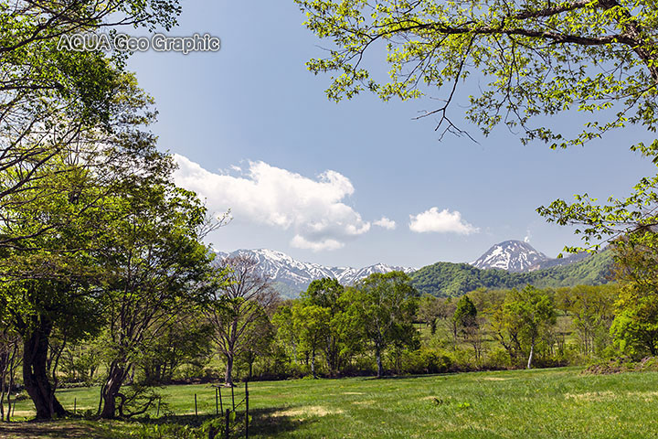 新緑の笹ヶ峰高原　新潟焼岳　噴煙