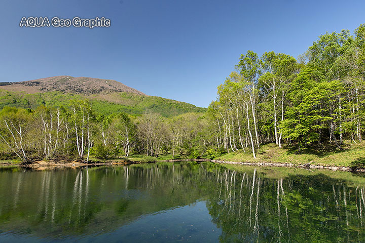 新緑の笹ヶ峰高原　清水ケ池
