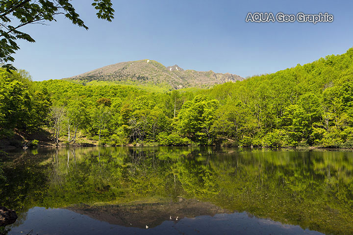 新緑の笹ヶ峰高原　仙人池