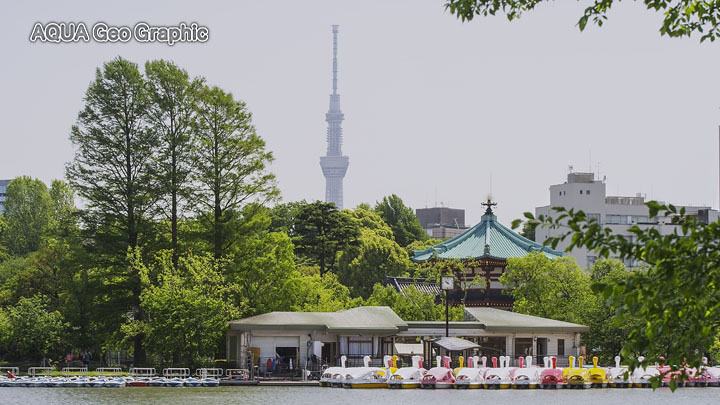 東京の新緑 不忍池　上野公園 東京スカイツリー
