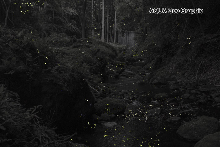 西伊豆のゲンジボタル　ソニーα7R II