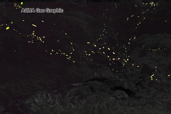 西伊豆のゲンジボタル　ソニーα7R II