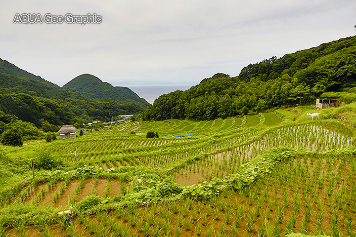 西伊豆 松崎町 石部の棚田