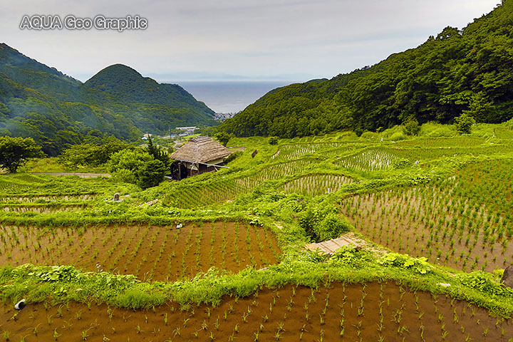 西伊豆 松崎町 石部の棚田