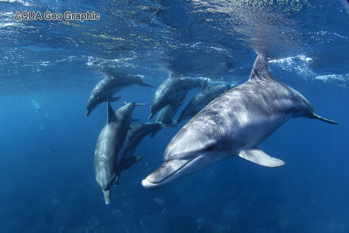 御蔵島　ドルフィンスイム　イルカ　水中撮影