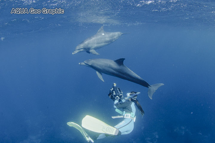 御蔵島　ドルフィンスイム　イルカ　水中撮影