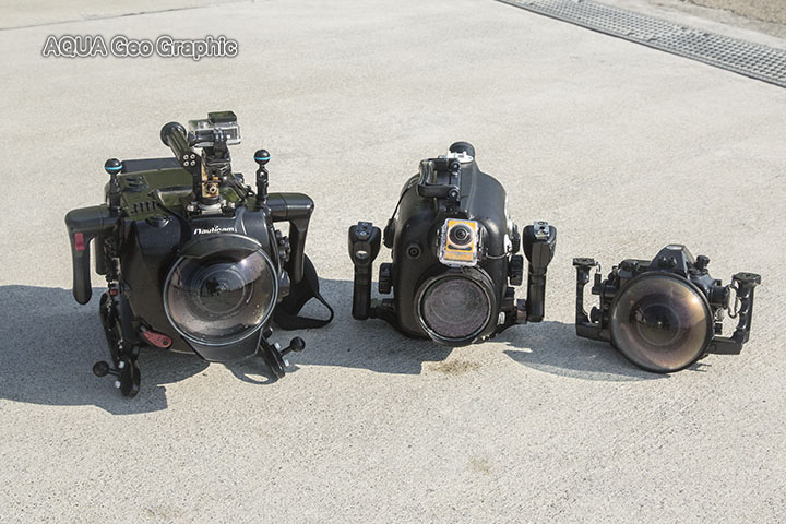 御蔵島　ドルフィンスイム　イルカ　水中撮影