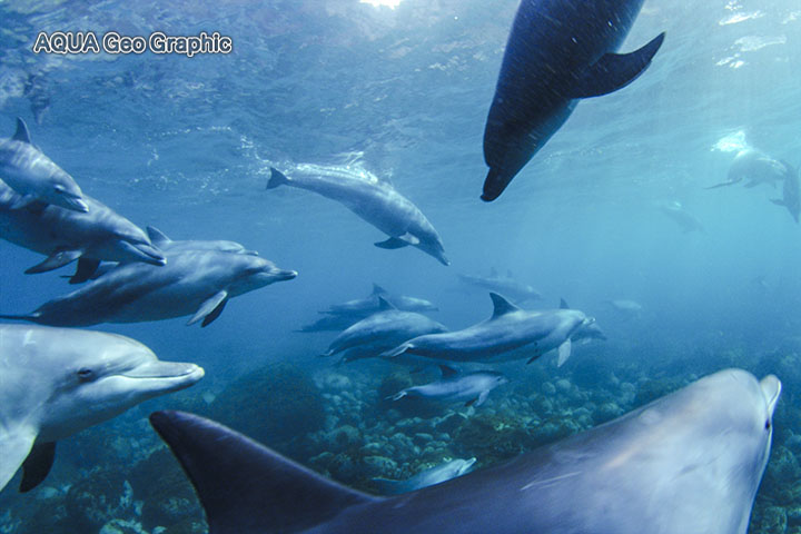 御蔵島　ドルフィンスイム　イルカ　水中撮影