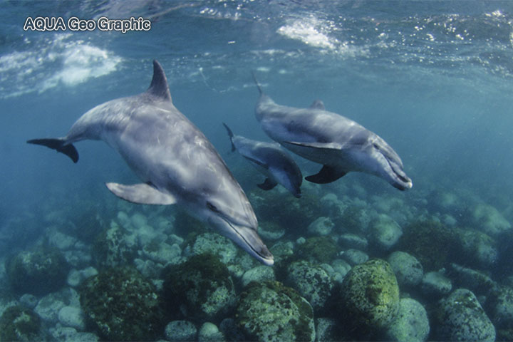 御蔵島　ドルフィンスイム　イルカ　水中撮影