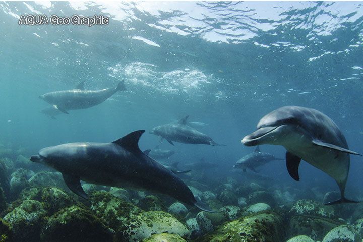 御蔵島　ドルフィンスイム　イルカ　水中撮影