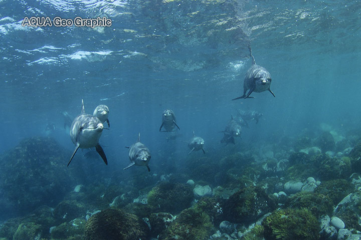 御蔵島　ドルフィンスイム　イルカ　水中撮影