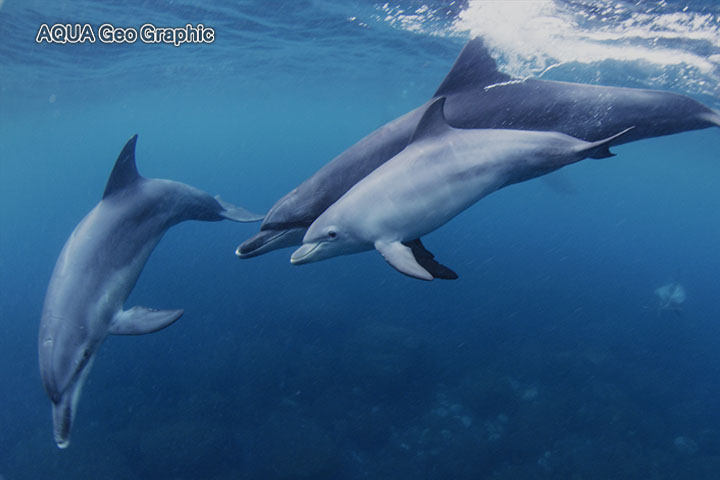 御蔵島　ドルフィンスイム　イルカ　水中撮影