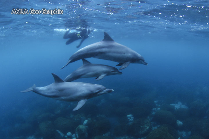御蔵島　ドルフィンスイム　イルカ　水中撮影