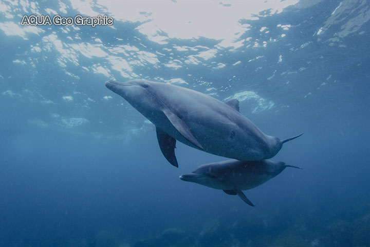 御蔵島　ドルフィンスイム　イルカ　水中撮影
