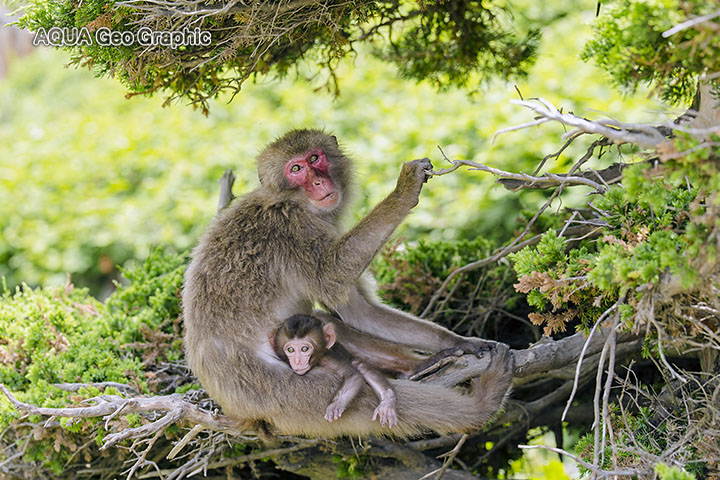 伊豆半島 波勝崎苑　野猿公苑　赤ちゃん猿