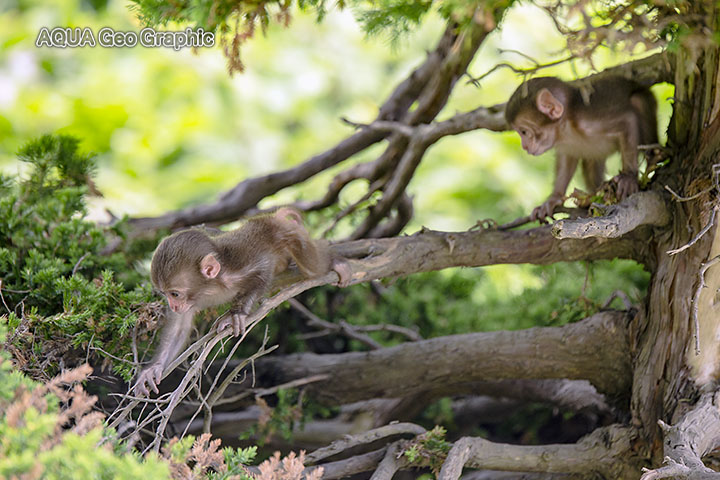 伊豆半島 波勝崎苑　野猿公苑　赤ちゃん猿