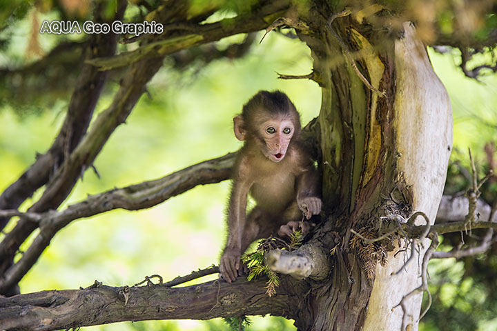 伊豆半島 波勝崎苑　野猿公苑　赤ちゃん猿