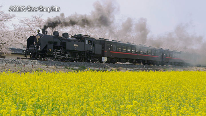 リゾート観光列車 真岡鐵道「SLもおか」 