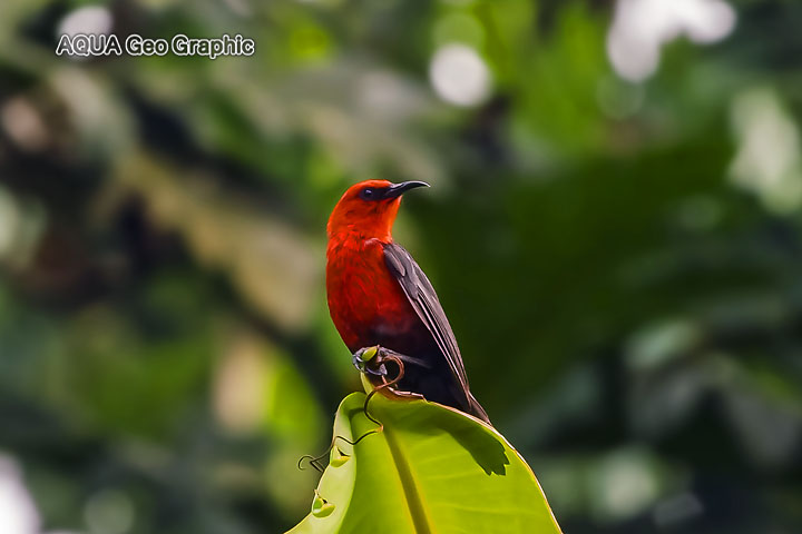 コロニア　ミクロネシアミツスイ 熱帯の野鳥 Pohnpei Micronesia FSM ミクロネシア　ポナペ島　ポンペイ島　南国リゾート