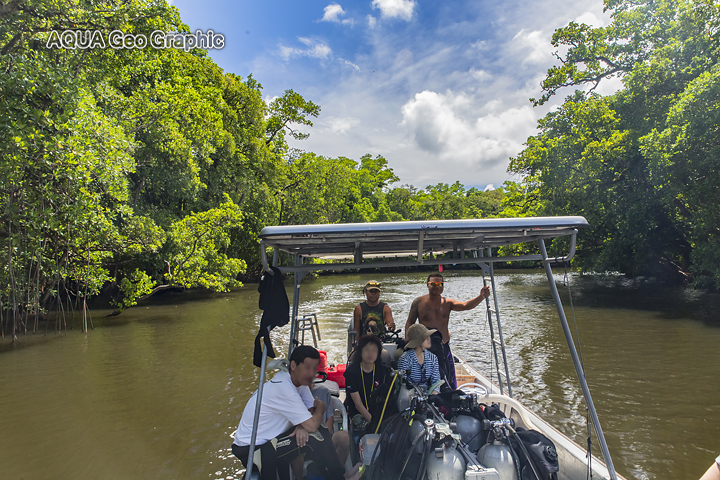 Pohnpei Ros Island Micronesia FSM ミクロネシア　ポナペ島　ポンペイ島　マングローブ