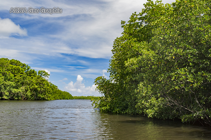 Pohnpei Ros Island Micronesia FSM ミクロネシア　ポナペ島　ポンペイ島　マングローブ