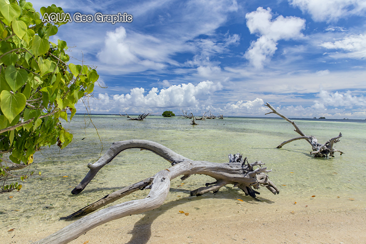 Pohnpei Ros Island Micronesia FSM ミクロネシア　ポナペ島　ポンペイ島　マンタ　南の島 無人島　ロス