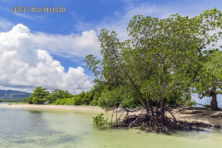 Pohnpei Ros Island Micronesia FSM ミクロネシア　ポナペ島　ポンペイ島　マンタ　南の島 無人島　ロス
