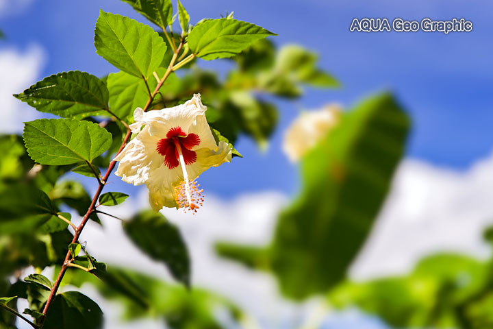 コロニア　熱帯植物 Pohnpei Micronesia FSM ミクロネシア　ポナペ島　ポンペイ島　南国リゾート