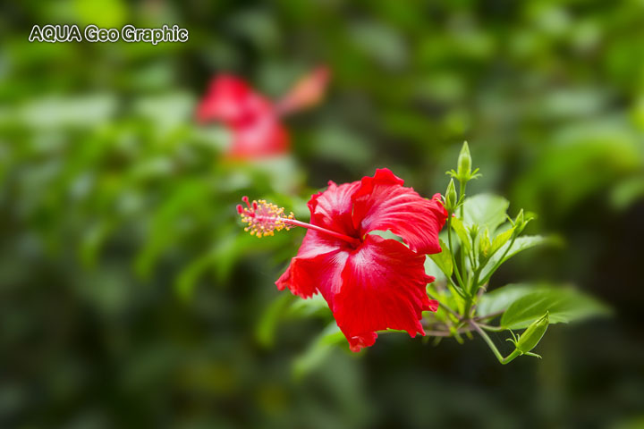 コロニア　熱帯植物 Pohnpei Micronesia FSM ミクロネシア　ポナペ島　ポンペイ島　南国リゾート