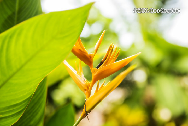 コロニア　熱帯植物 Pohnpei Micronesia FSM ミクロネシア　ポナペ島　ポンペイ島　南国リゾート