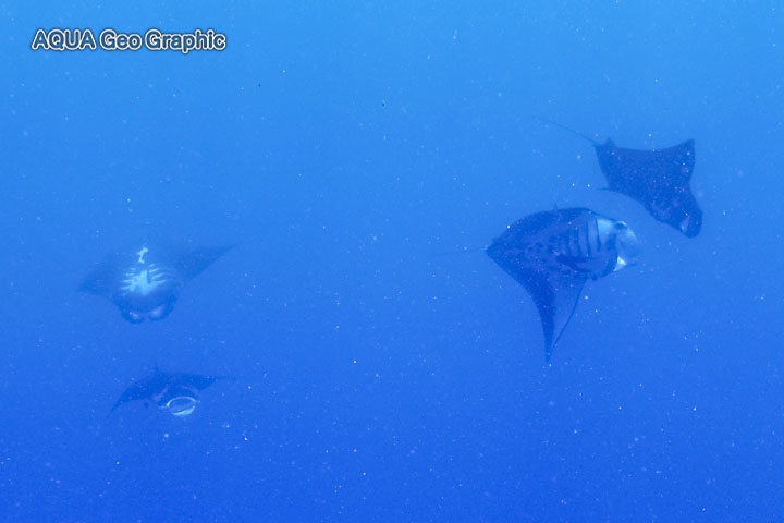 ミクロネシア　ポナペ島　ポンペイ島　マンタ　捕食　ロス
