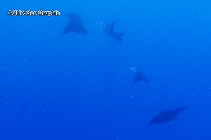 ミクロネシア　ポナペ島　ポンペイ島　マンタ　捕食　ロス