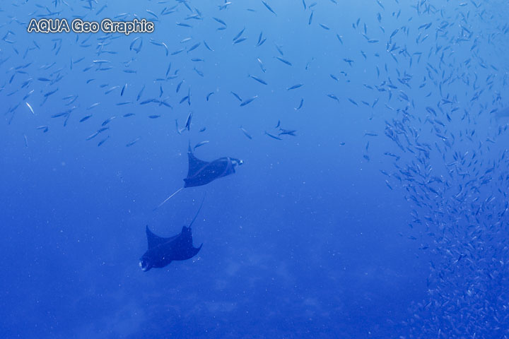 ミクロネシア　ポナペ島　ポンペイ島　マンタ　捕食　ロス