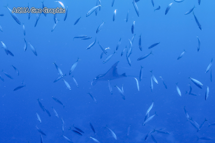 ミクロネシア　ポナペ島　ポンペイ島　マンタ　捕食　ロス