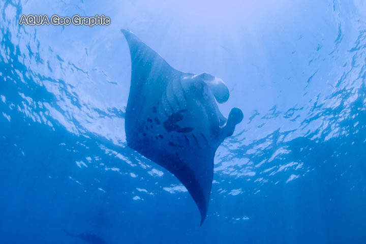 ミクロネシア　ポナペ島　ポンペイ島　マンタ　捕食　ロス
