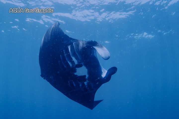 ミクロネシア　ポナペ島　ポンペイ島　マンタ　捕食　ロス